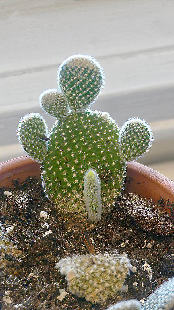 cactus erectus